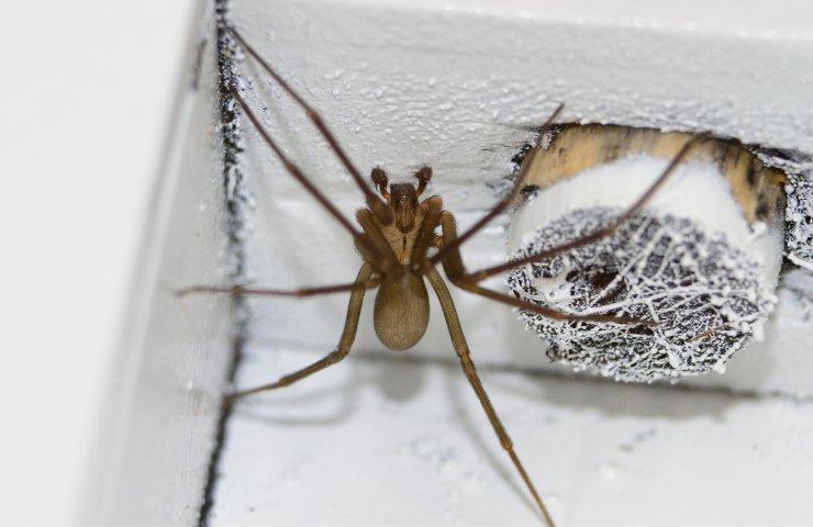 Un ragno violino visto da vicino