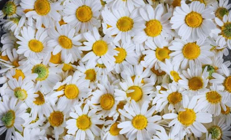 varie margherite sparse