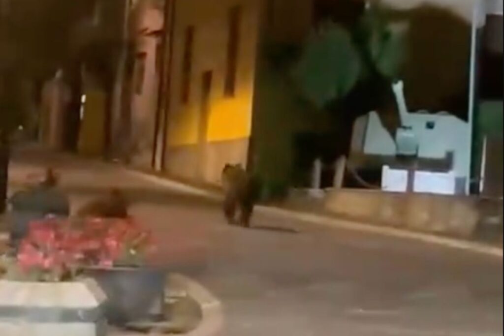 Orso di corsa per le vie di Lecce dei Marsi