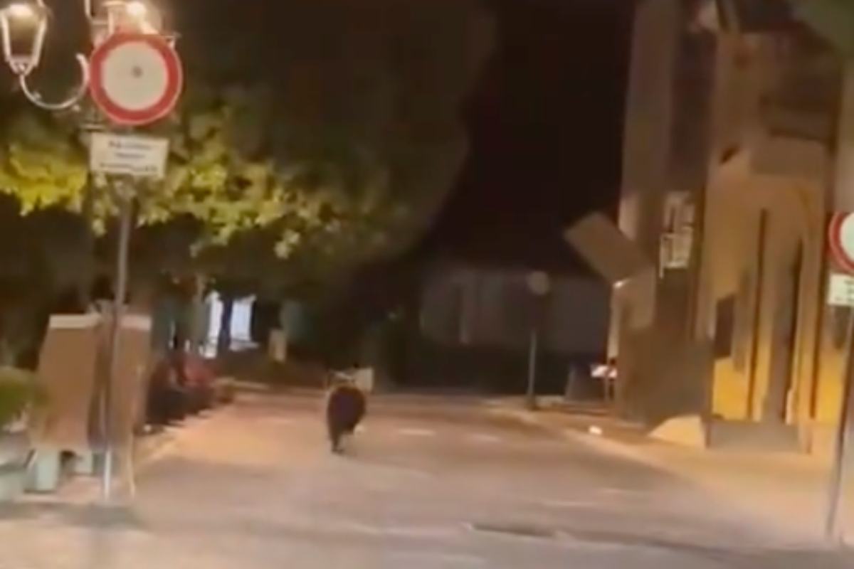 Orsa in giro per Lecce dei Marsi