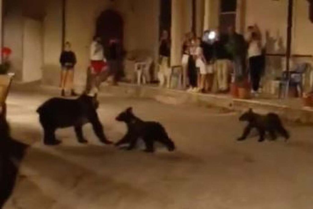 Orsa Amarena con i cuccioli