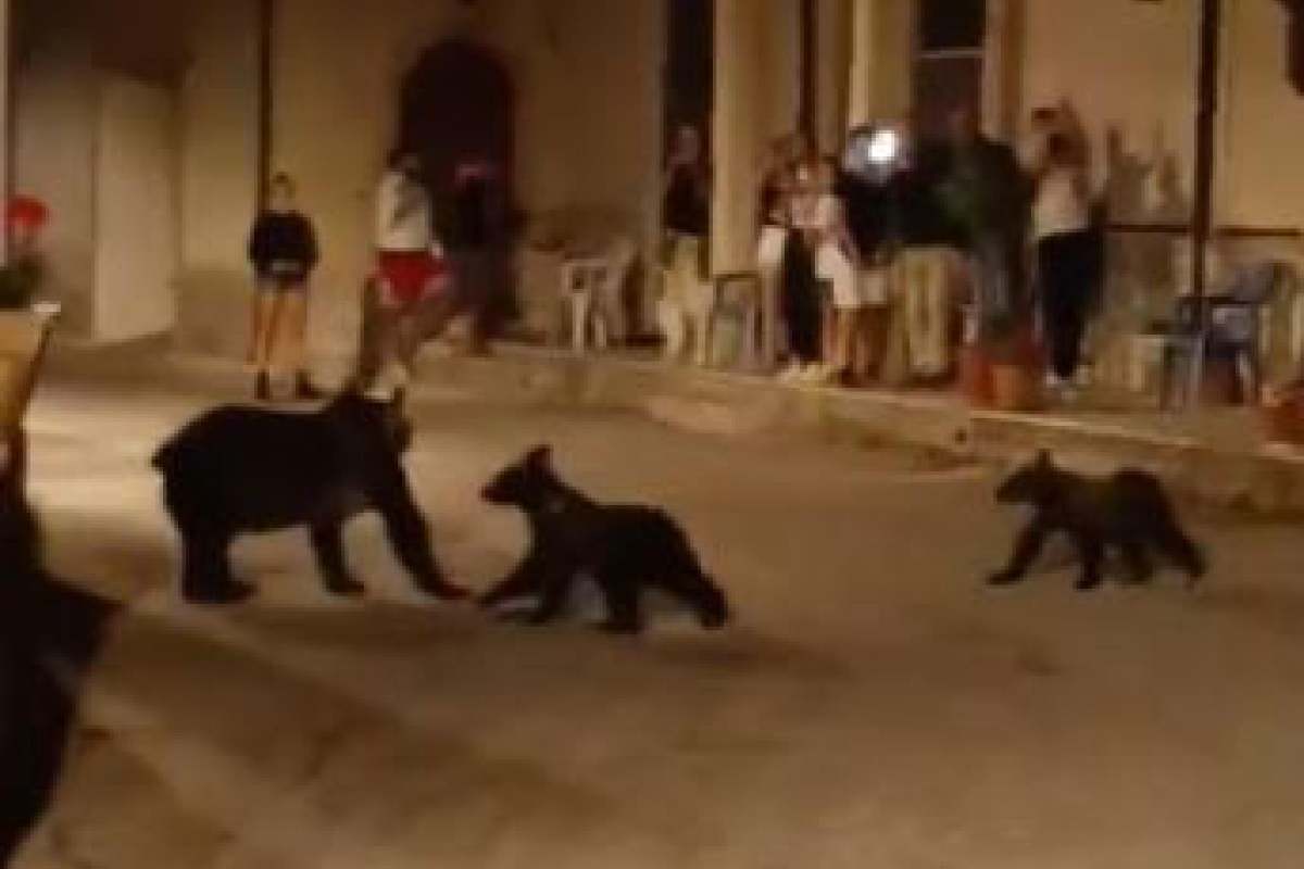 Orsa Amarena con i cuccioli