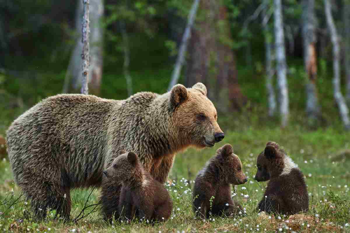 Orsa e tre cuccioli 
