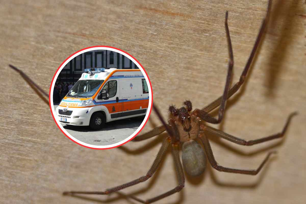 Un ragno violino ed una ambulanza