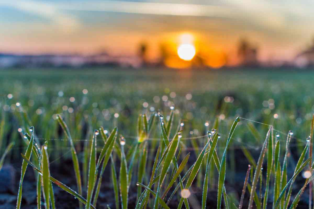 fili di erba carichi di rugiada in un campo all'alba