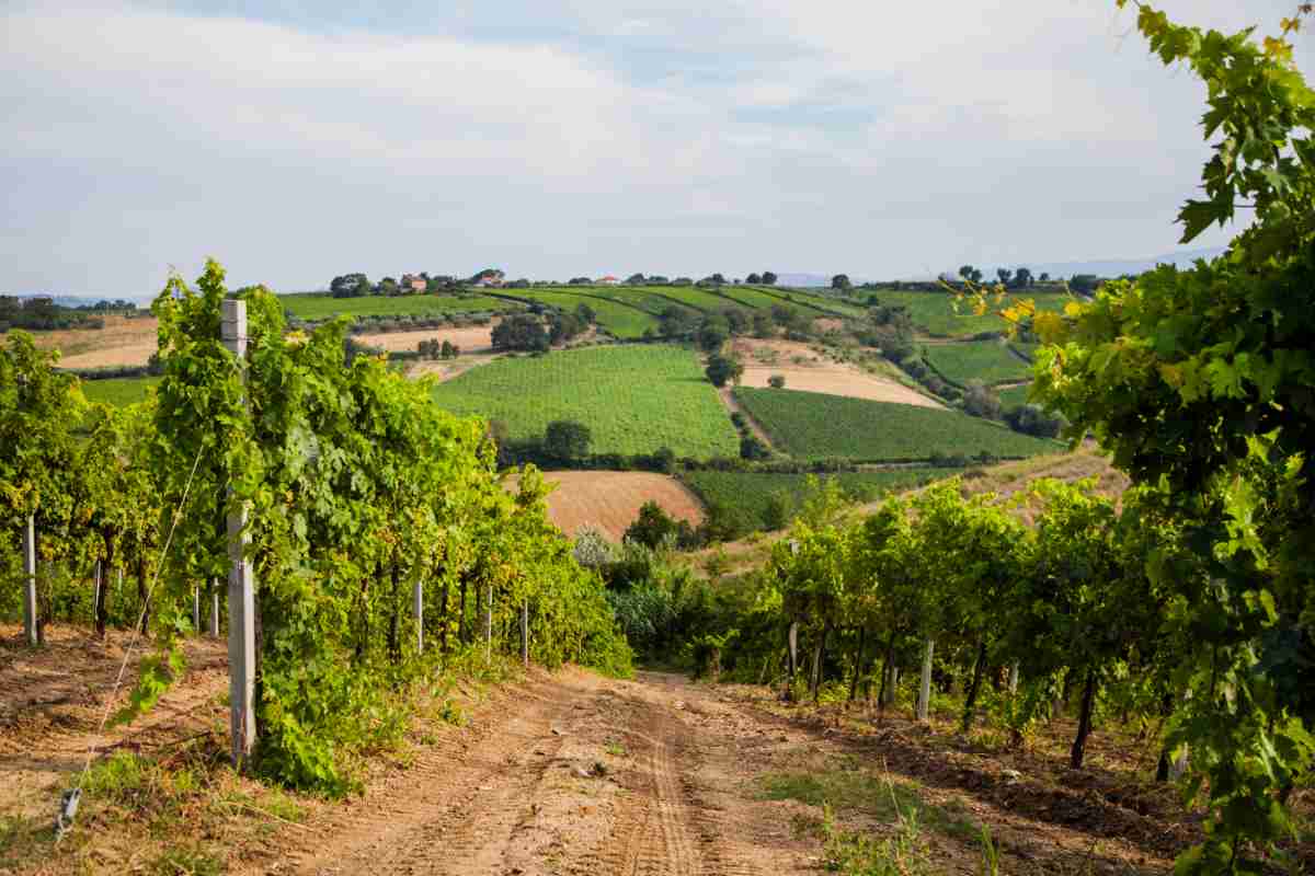 panorama con vitigni tipici in Abruzzo a Montepulciano