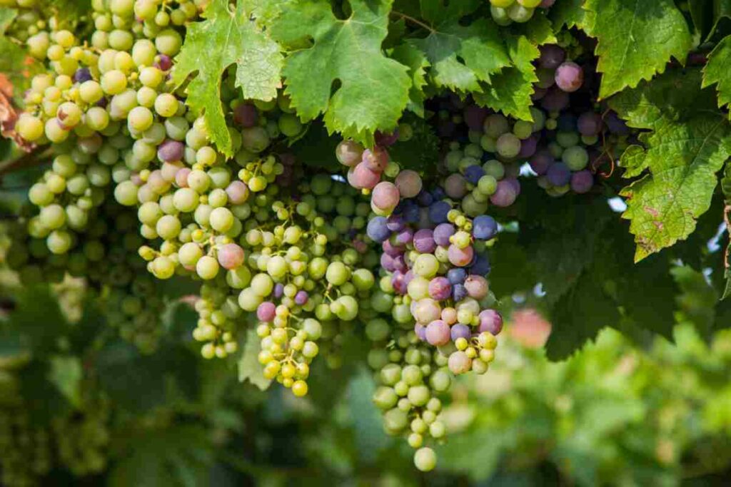 grappoli di montepulciano tra i vitigni tipici abruzzesi