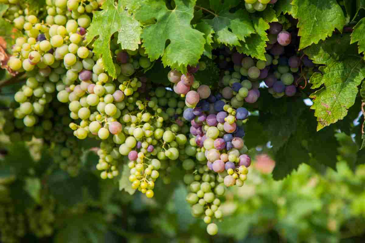 grappoli di montepulciano tra i vitigni tipici abruzzesi