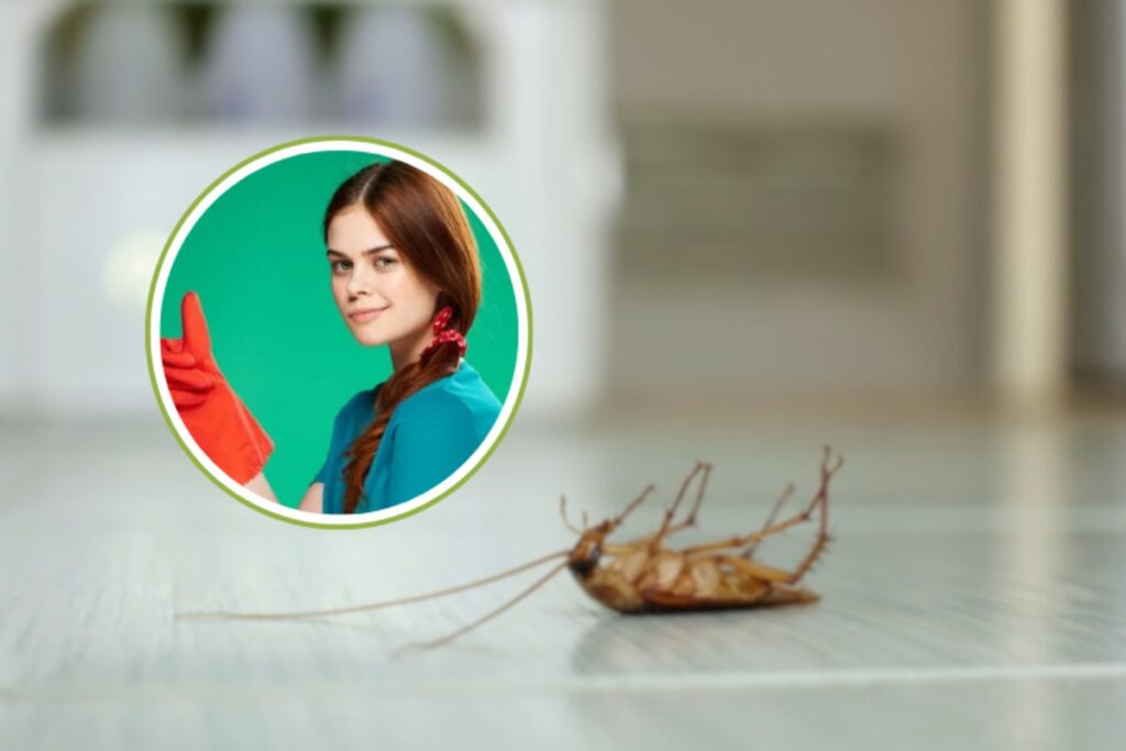 blatta sul pavimento e donna con guanti