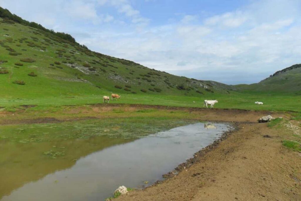 una distesa verde con acqua e pecore