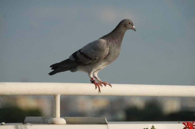 piccione su di una ringhiera