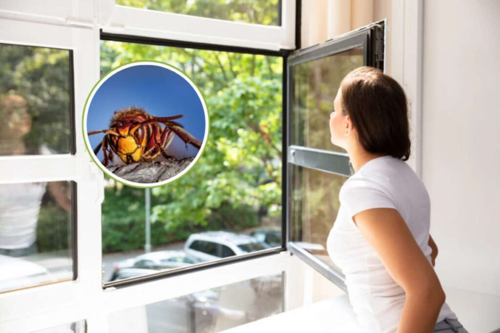 donna alla finestra e calabrone