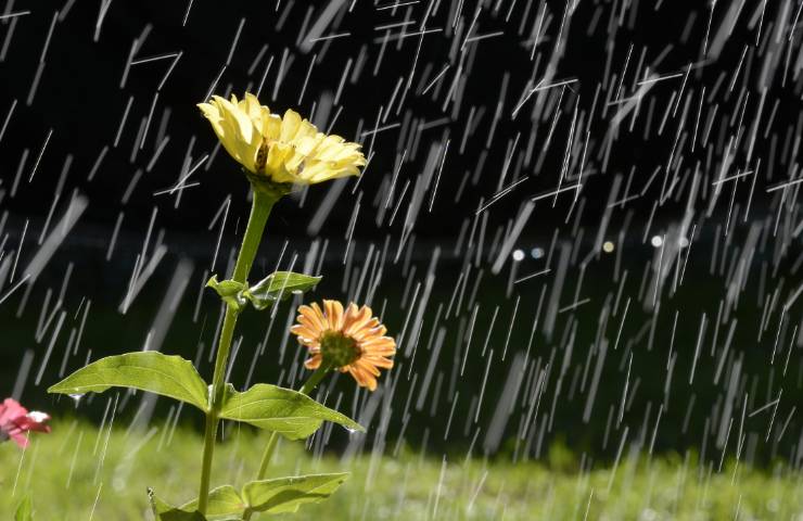 Dei fiori sotto ad un acquazzone estivo