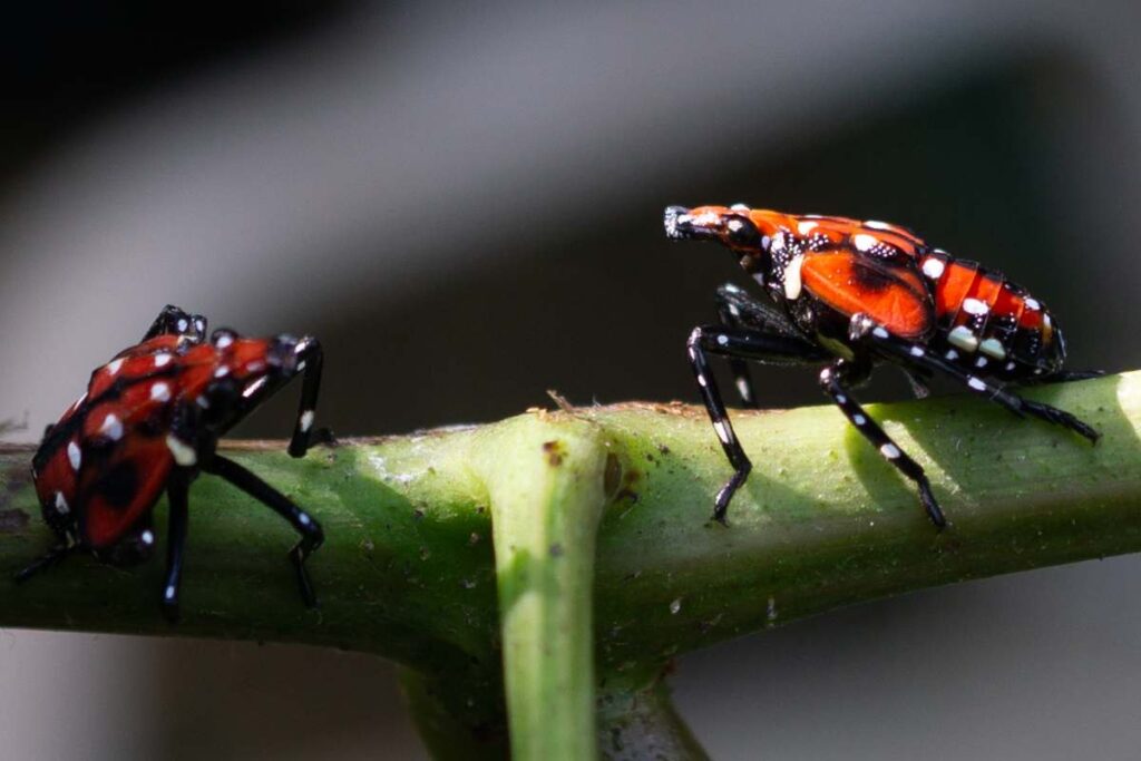 Due esemplari di mosca lanterna maculata