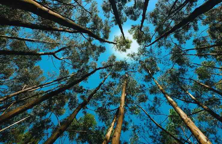 alberi alti e cielo terso