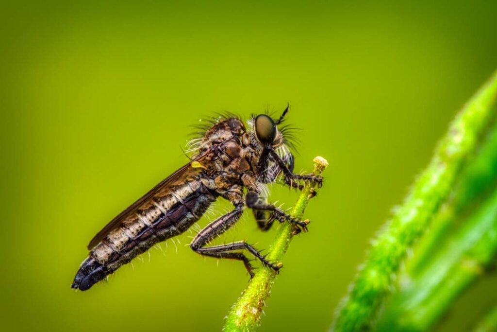 Una mosca assassina vista da vicino