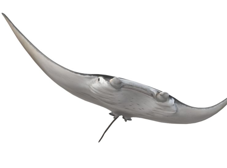 La foto di una razza