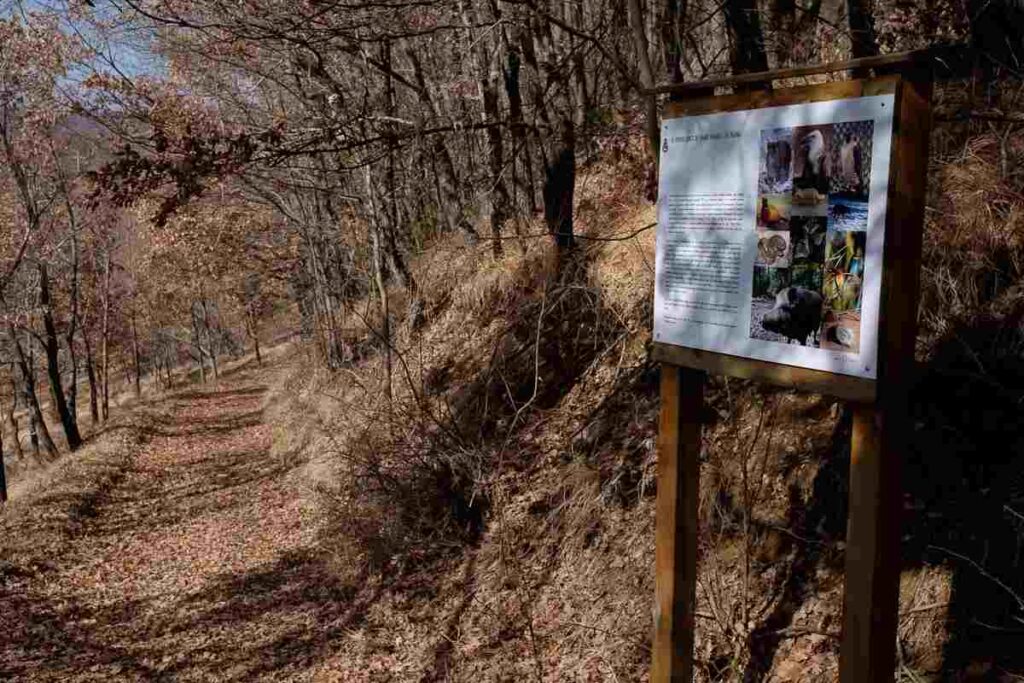 una strada nella natura