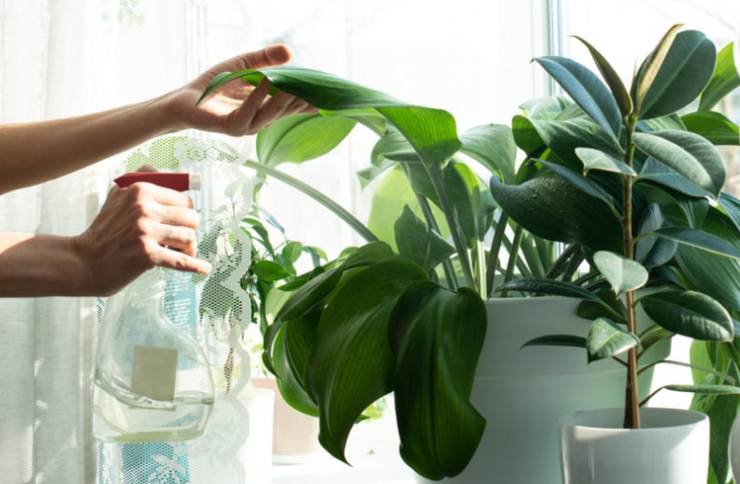 mani che annaffiano pianta