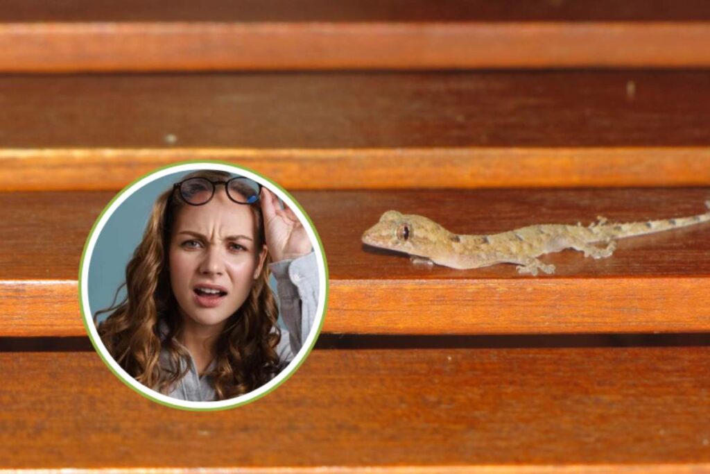 geco sulle scale di casa e donna perplessa