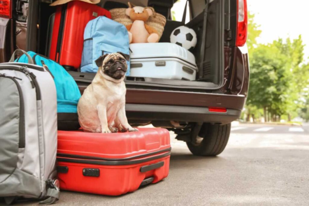 bagagliaio pieno di valigie e cane seduto sopra una valigia fuori dall'auto