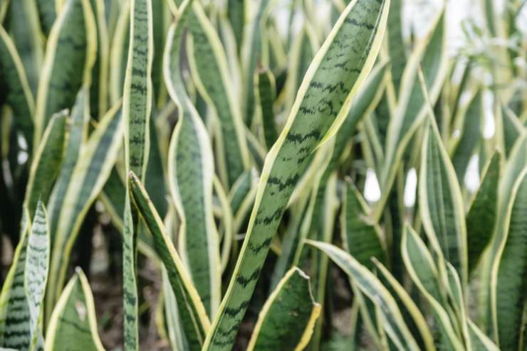 pianta sanseveria in primo piano