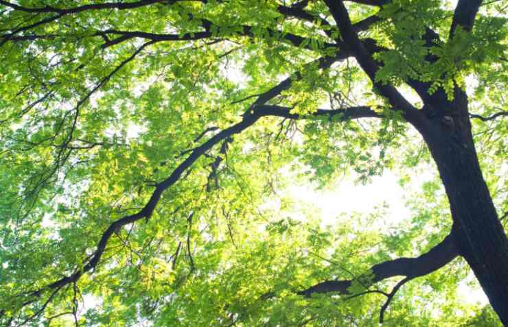 un albero rigoglioso