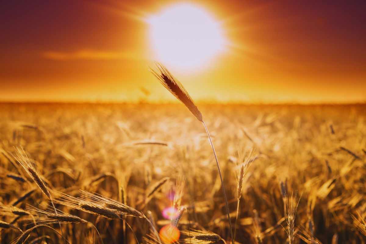 Sole che splende su un campo di grano