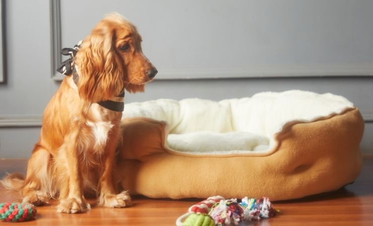 Cane in casa