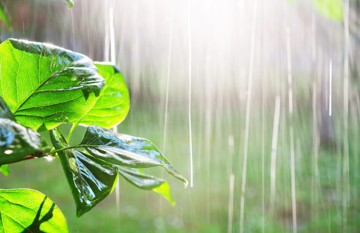 Pioggia che bagna una pianta all'esterno