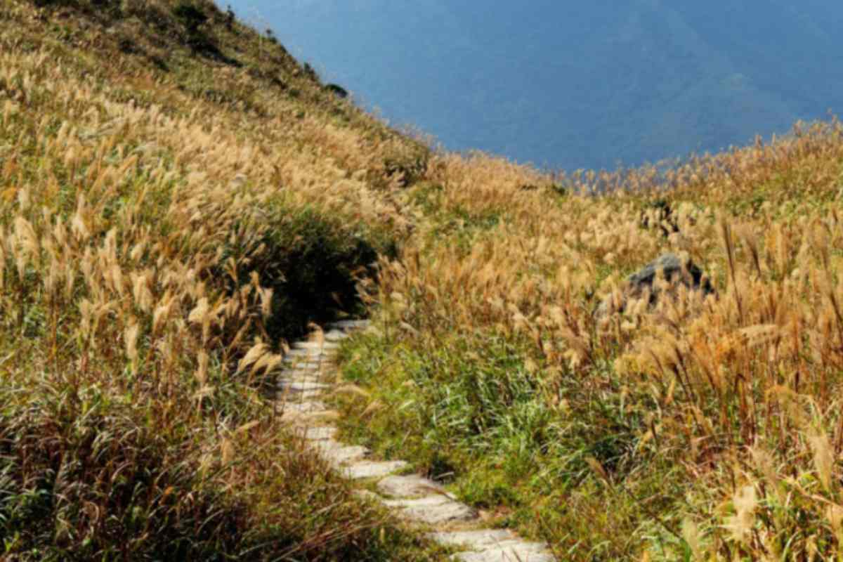 sentiero di montagna con natura intorno