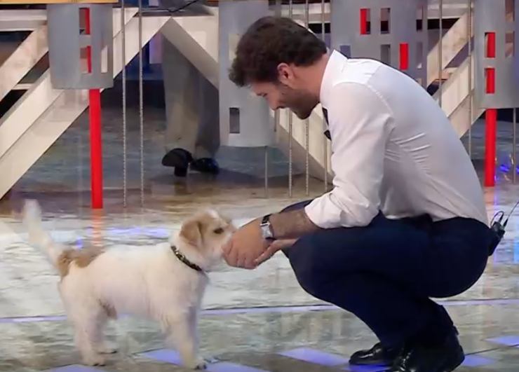 stefano de martino insieme a gennarino ad affari tuoi