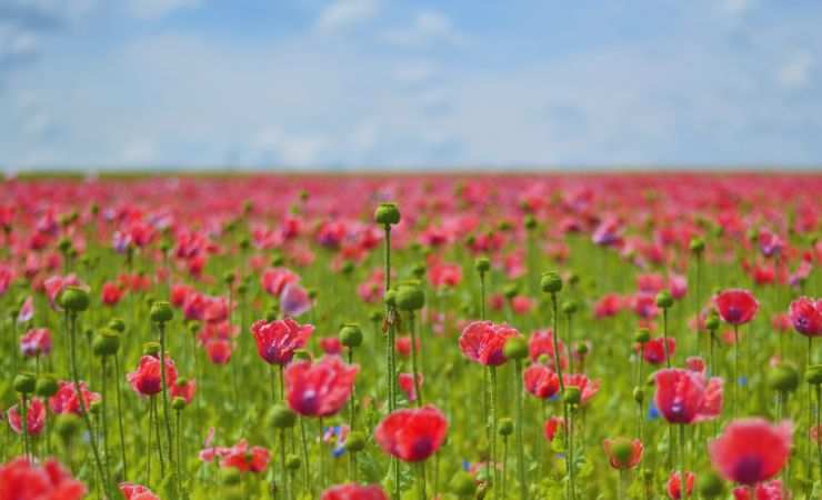 giardino con i fiori
