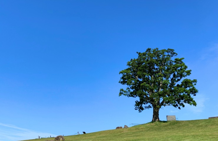 Un albero su un promontorio durante una giornata serena