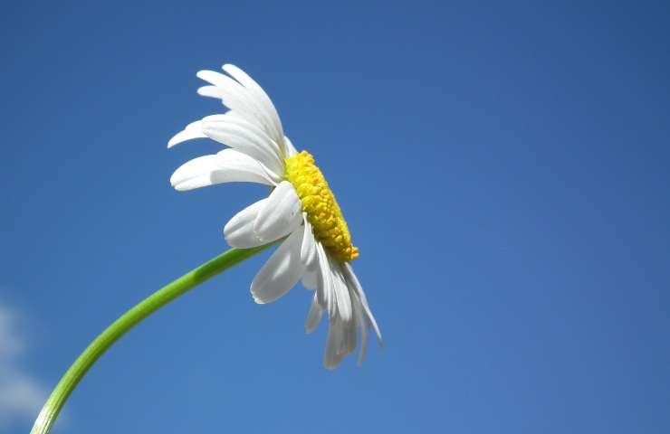 Una margherita in una mattinata soleggiata