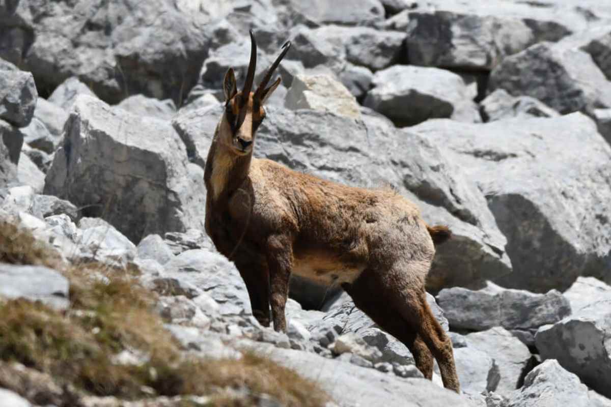 un camoscio su delle pietre