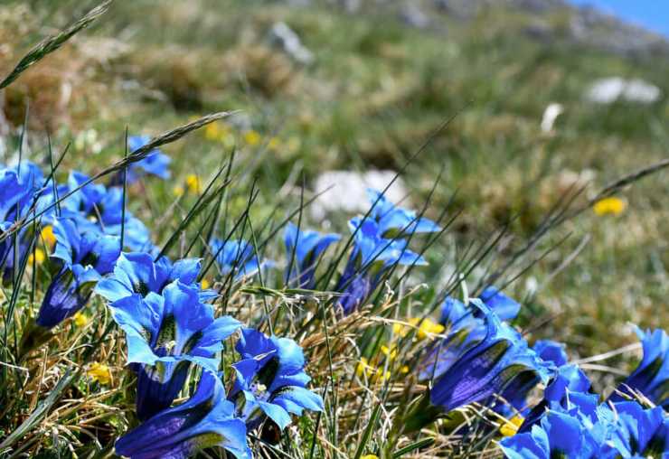 fiori blu in un campo