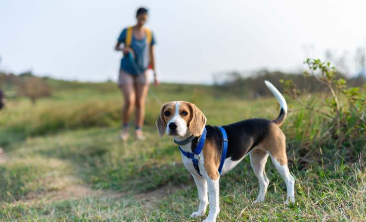 padrone che fa passeggiata con cane