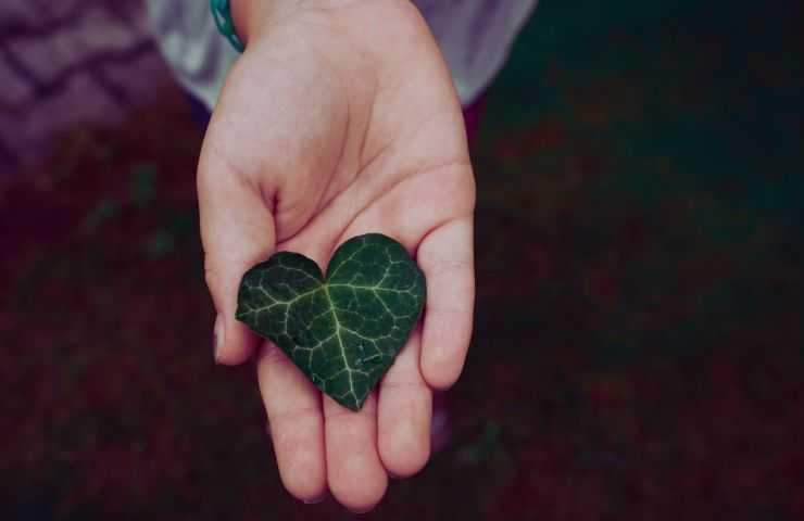 foglia a forma di cuore in mano