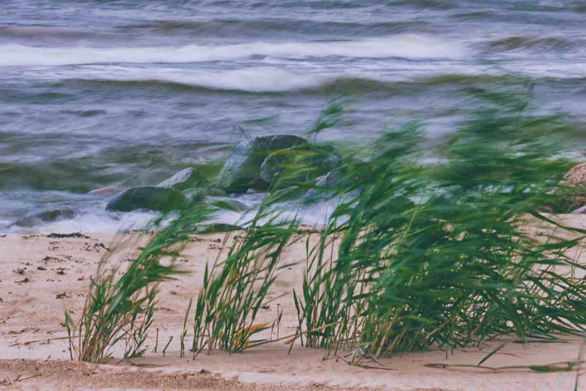 vento forte su spiaggia con erba