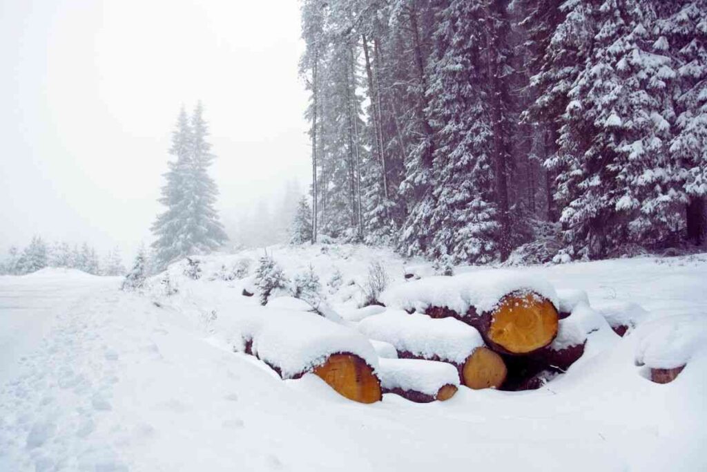 neve e legna con alberi