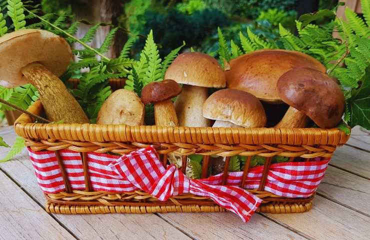 funghi in un cestino