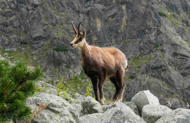 Un camoscio fermo in un paesaggio roccioso.