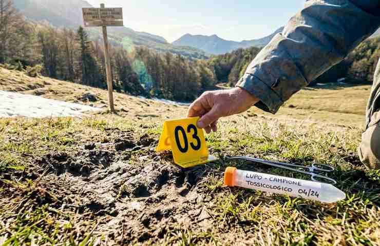 Indagini scientifiche nel PNALM: marker forense e campioni tossicologici vicino a un'impronta di lupo nel Parco Nazionale d'Abruzzo.