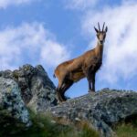 Un camoscio appenninico maschio su una cresta rocciosa del Gran Sasso d'Abruzzo, sullo sfondo il Corno Grande e il massiccio montuoso sotto un cielo blu limpido.