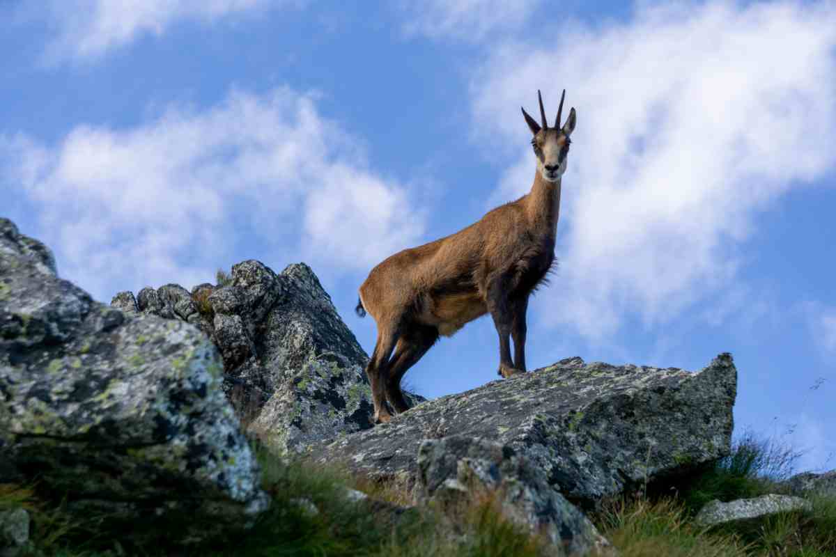 Un camoscio appenninico maschio su una cresta rocciosa del Gran Sasso d'Abruzzo, sullo sfondo il Corno Grande e il massiccio montuoso sotto un cielo blu limpido.