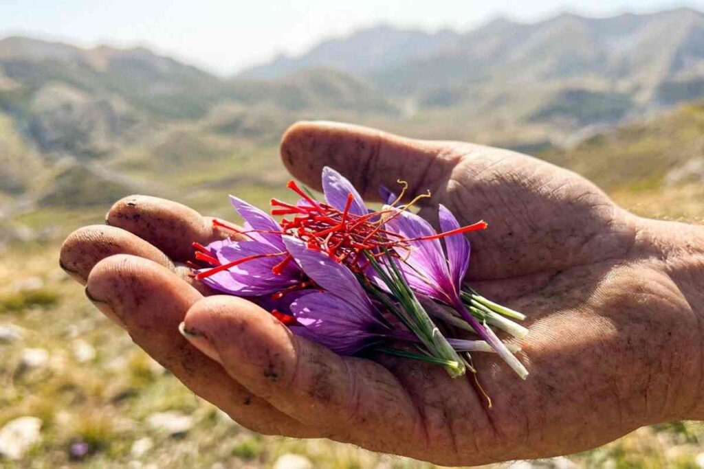 Zafferano dell'Aquila DOP fresco in fiore raccolto a mano sull'Altopiano di Navelli, Abruzzo.