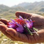 Zafferano dell'Aquila DOP fresco in fiore raccolto a mano sull'Altopiano di Navelli, Abruzzo.