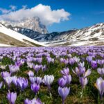 Fioritura di crochi a Campo Imperatore in Abruzzo a maggio con montagne innevate del Gran Sasso