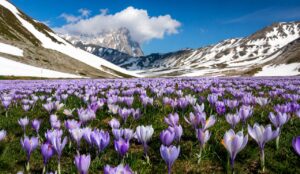 Fioritura di crochi a Campo Imperatore in Abruzzo a maggio con montagne innevate del Gran Sasso